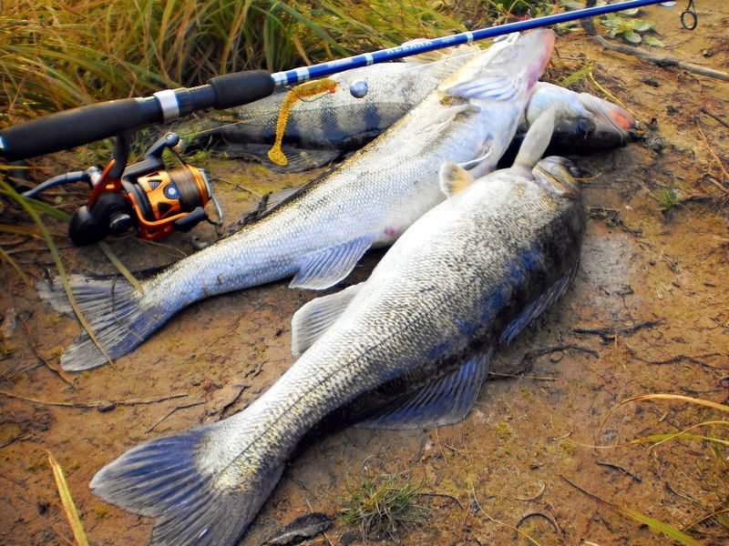 О сроках запрета рыболовства