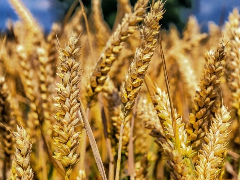 Урожай зерна в России  в 2020 году превысит 131 млн тонн
