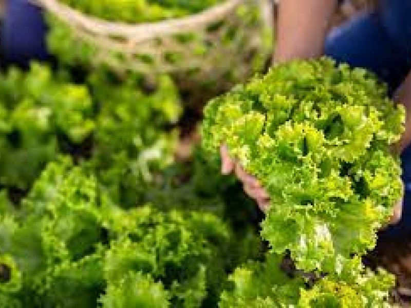 В России на четверть увеличится потребление салатов и трав