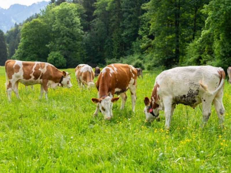  В Краснодарском крае поголовье молочных коров за пять лет выросло на 96%