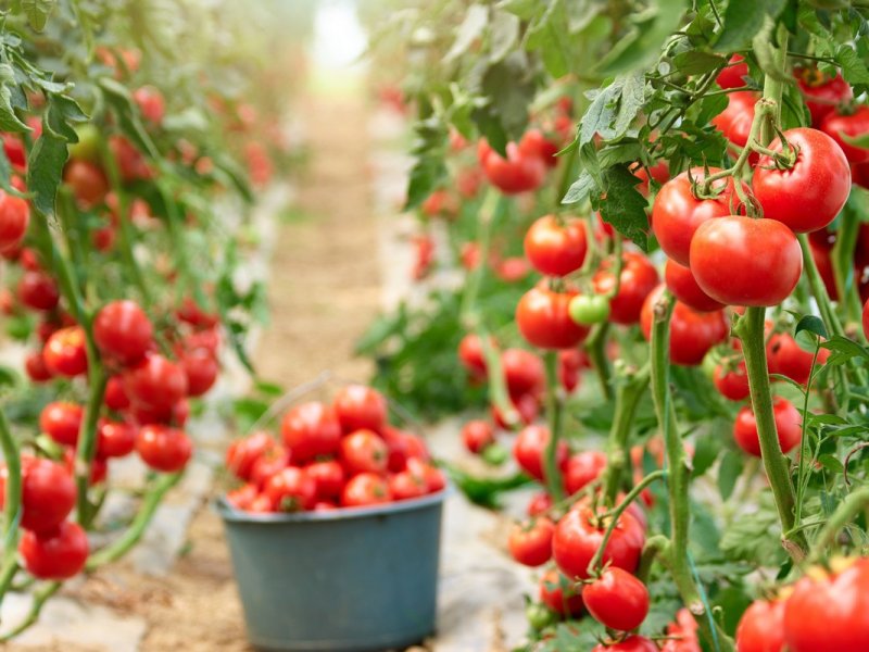 Кубань входит в ТОП-3 регионов по производству тепличных овощей