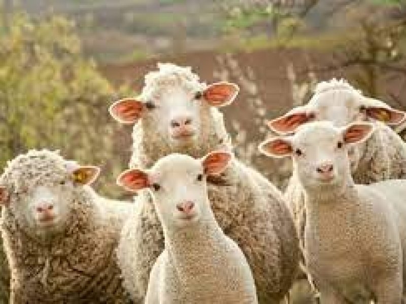 На Кубани появилась программа поддержки овцеводства  