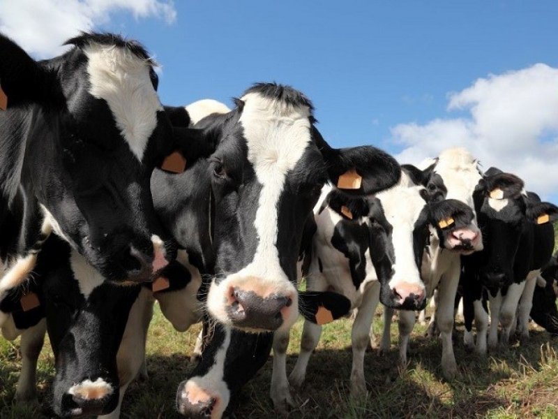 Кубанский фермер на грант закупил стадо из 103 голштинских коров 