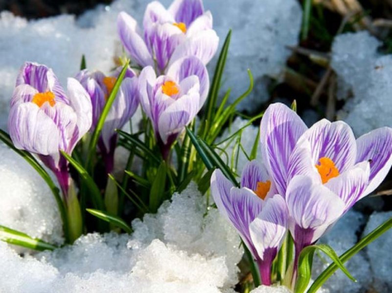 Весна придет в Россию во второй половине марта