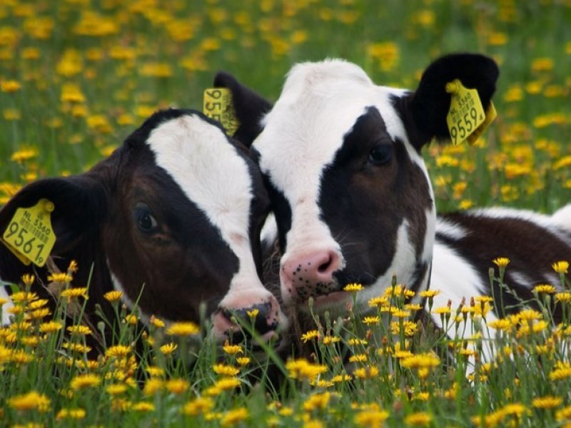  На Кубани планируют вывести высокопродуктивные породы коров