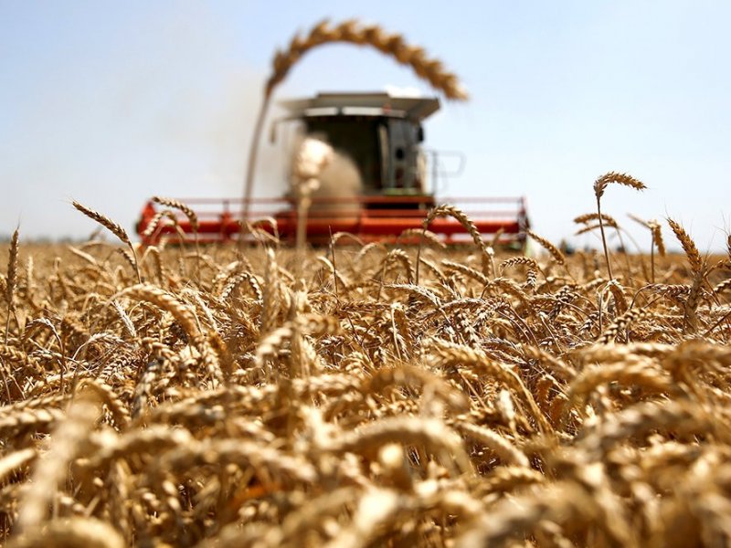  Краснодарский край  собрал  рекордные 12,4 млн тонн зерна