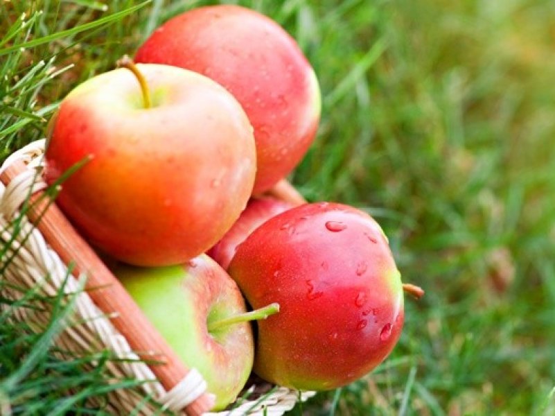  Кубанское садовое хозяйство собрало почти  30 тыс. тонн яблок 
