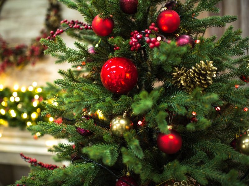 Почему дома нельзя долго держать новогоднюю елку
