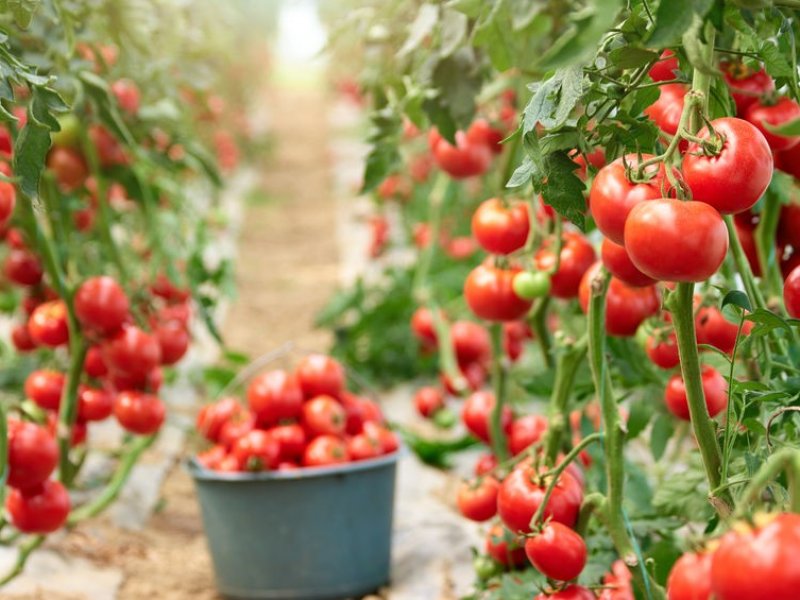 Краснодарский край на треть увеличил  производство тепличных овощей   