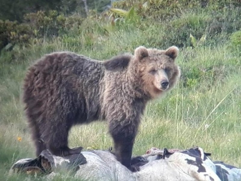 В Италии медведь залез на балкон - видео!