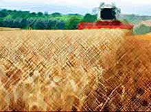 Кубань  побила рекорд по урожаю зерна 