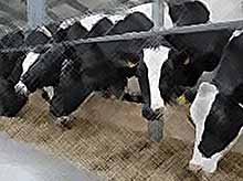 «Агрокомплекс им.Ткачева» начнет строительство молочной фермы в Ростовской области