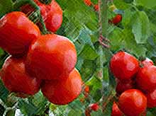 В Краснодарском крае построят крупный тепличный комплекс за 3,5 млрд рублей для производства помидоров
