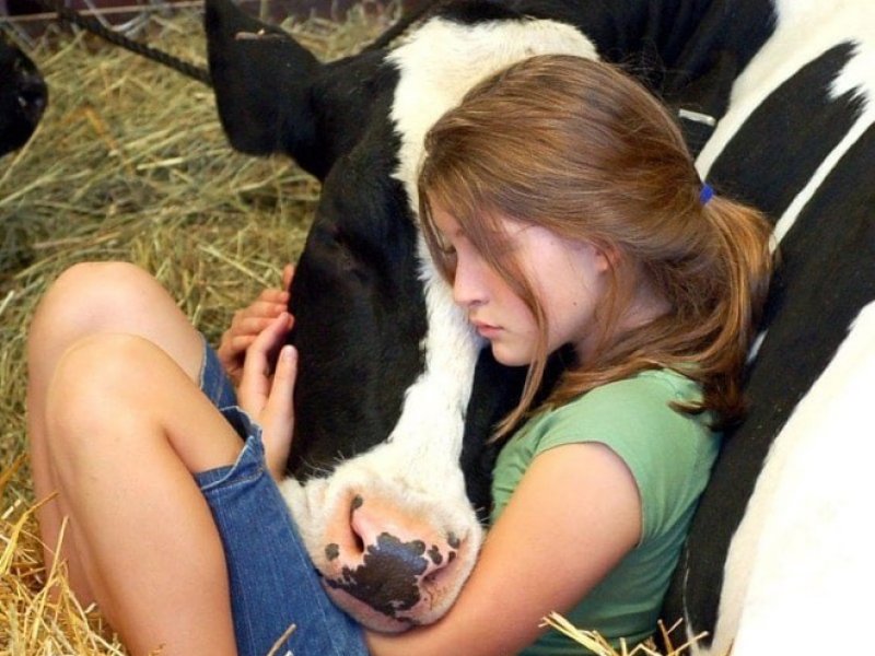   Рецепт счастья: почаще обнимайте корову