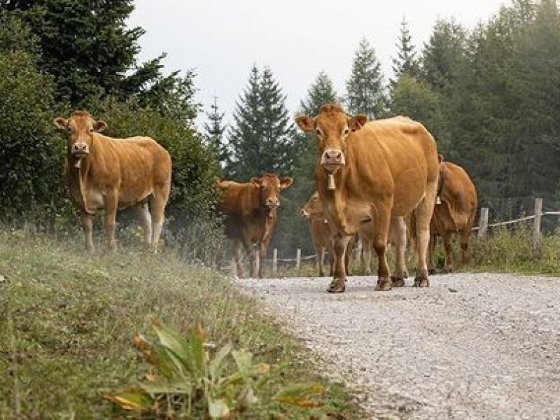 Краснодарский край достиг рекорда по удоям крупнорогатого скота