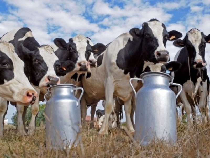 В Краснодарском крае произвели первый за год миллион тонн молока
