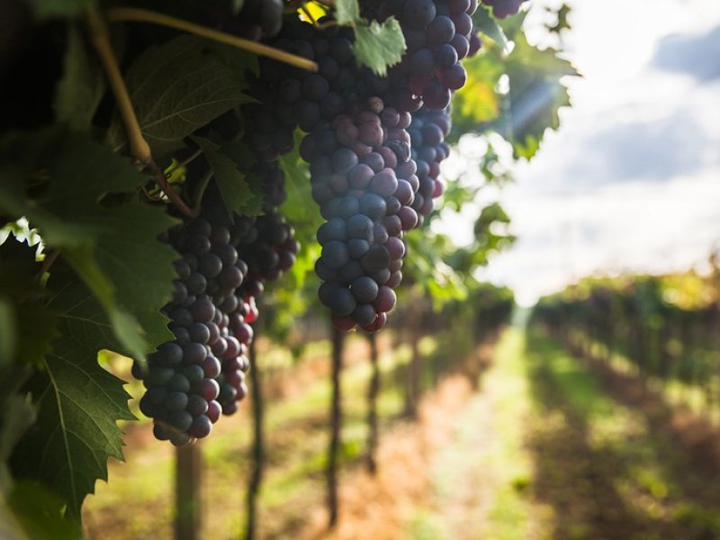  В России утвердили правила господдержки виноградарей