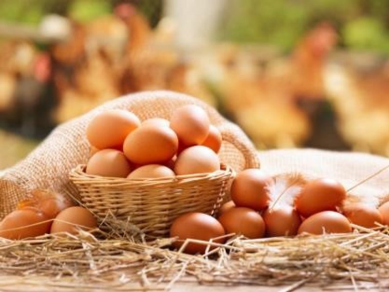 Куриные яйца будут ввозить в Россию из Турции, Азербайджана  и Ирана