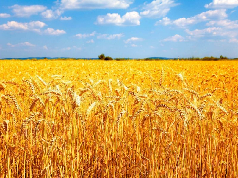  Власти Краснодарского края планируют ввести субсидии для переработчиков пшеницы