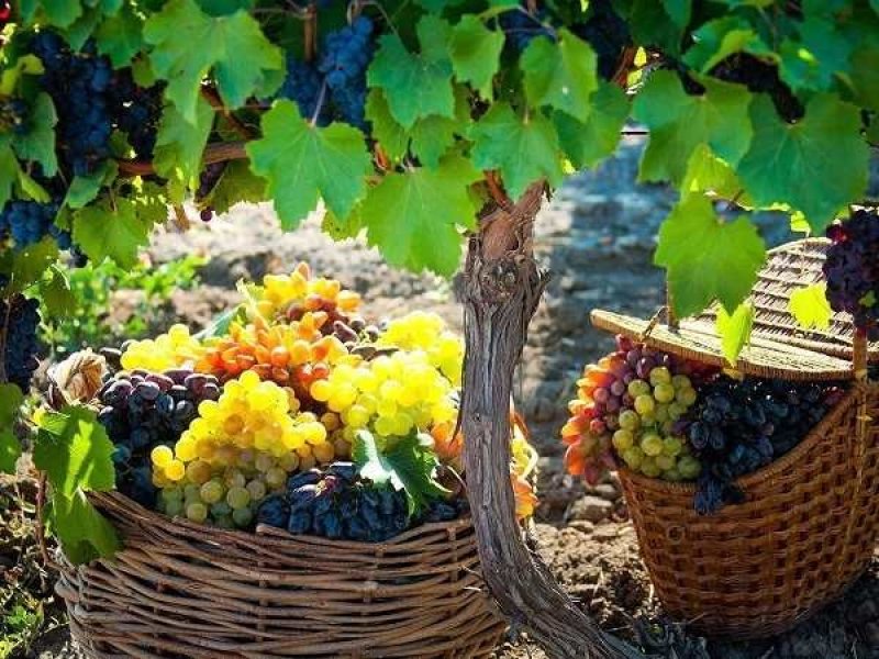 На Кубани собрали более 193 тысяч тонн винограда