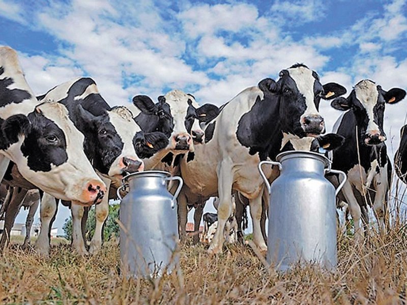 Впервые в истории Кубани на развитие молочного производства выделен миллиард рублей  