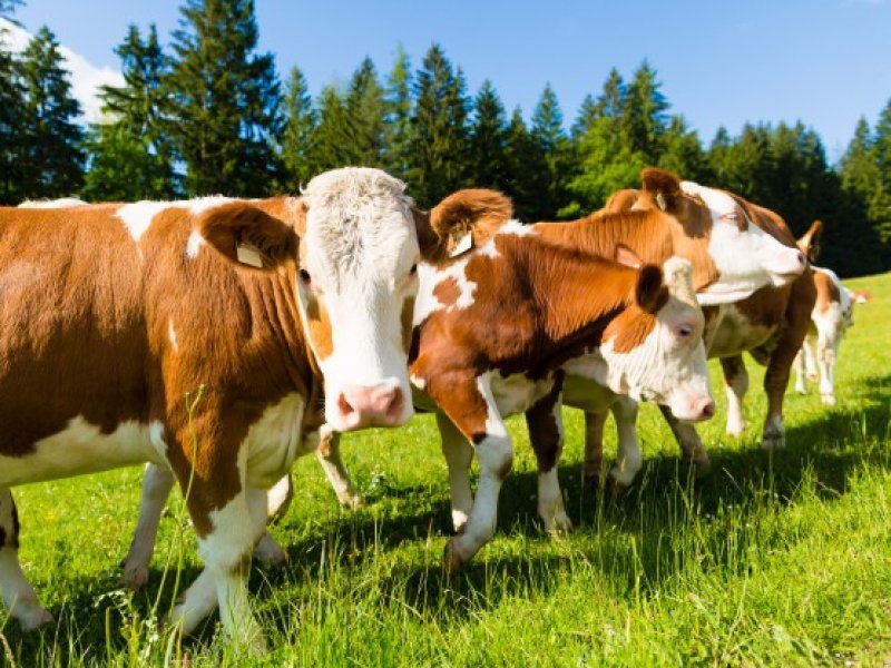  В 2021 году фермеры застраховали  почти в два раза больше животных  