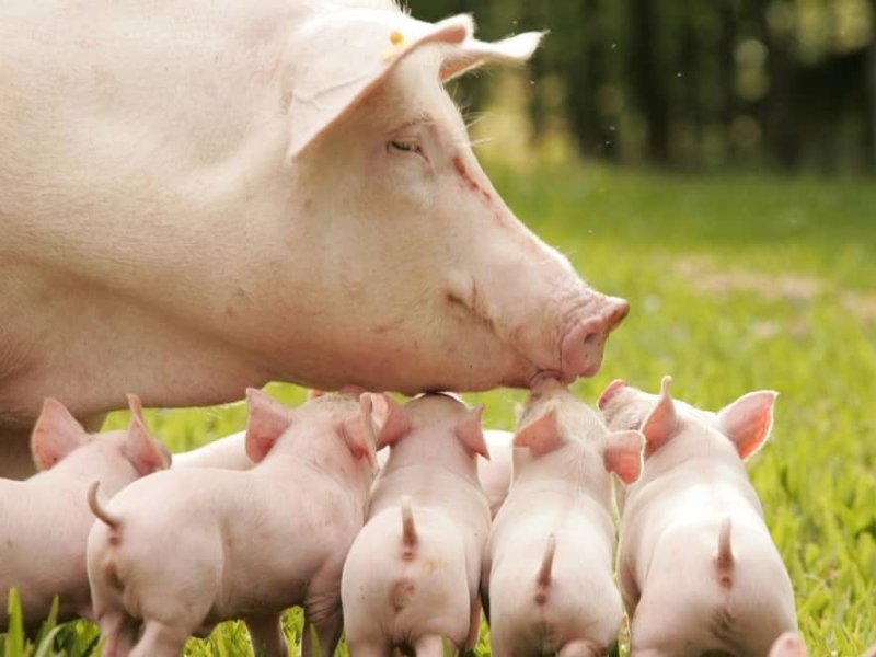  В Краснодарском крае построят новый свиноводческий селекционно-генетический центр