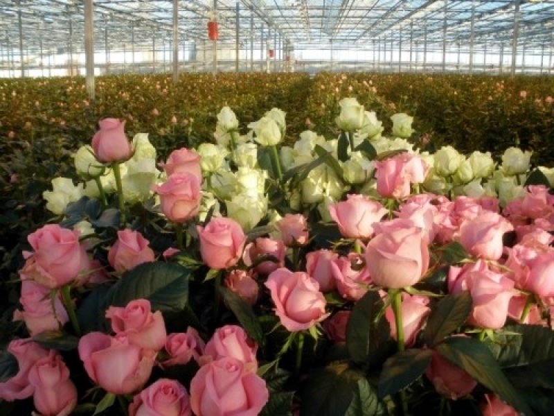 В России цветоводы вынуждены уничтожать около 1,2 млн роз ежедневно из-за коронавируса