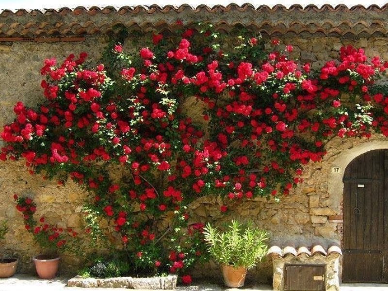 Розы в саду, на арках и стенах дома