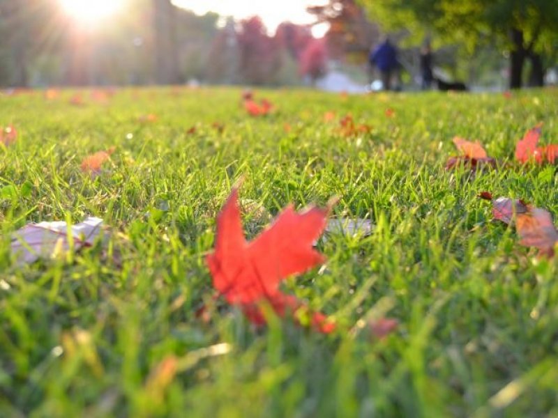 Как позаботиться о газоне осенью и поддержать его привлекательный внешний вид?
