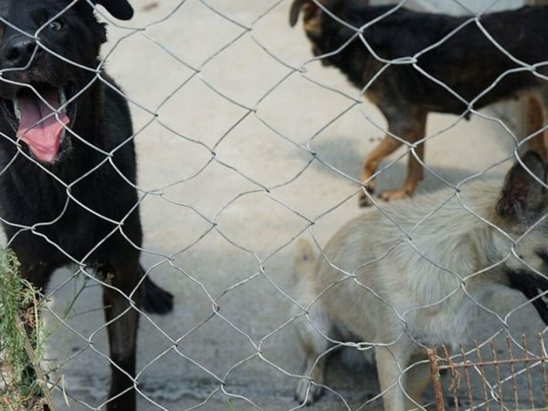 Полиция проверяет информацию о приютах-концлагерях для животных в Тимашевском районе