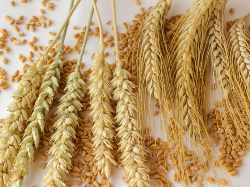 Кубань полностью обеспечивает себя семенами пшеницы и риса  