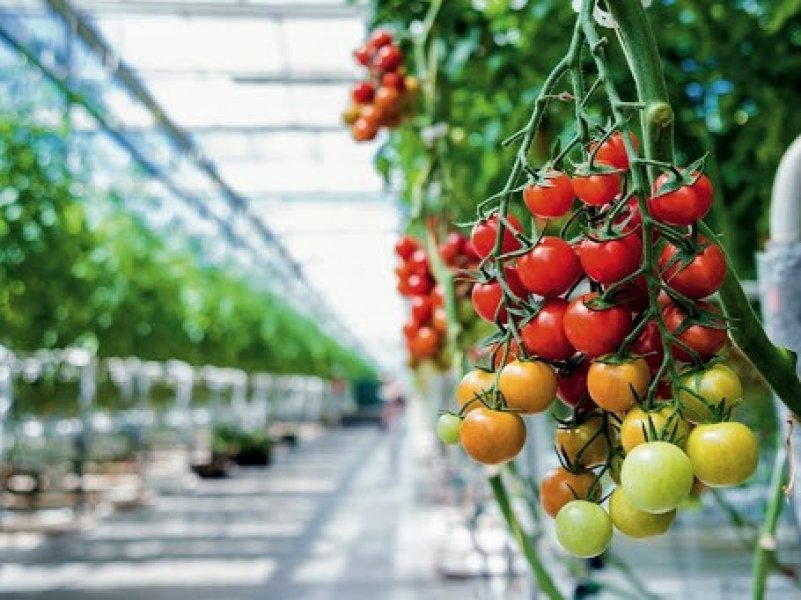 В России выросло производство тепличных овощей 