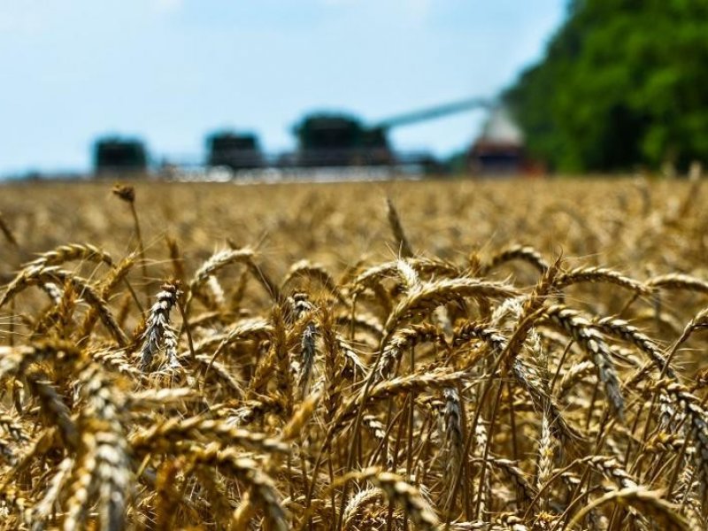  Аграрии Кубани в этом году планируют собрать 11 млн тонн зерна