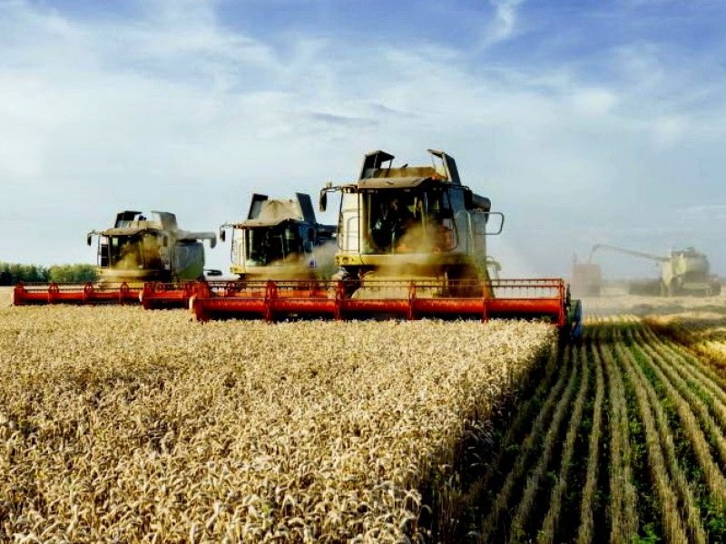 В России сбор пшеницы превысил 75 млн тонн