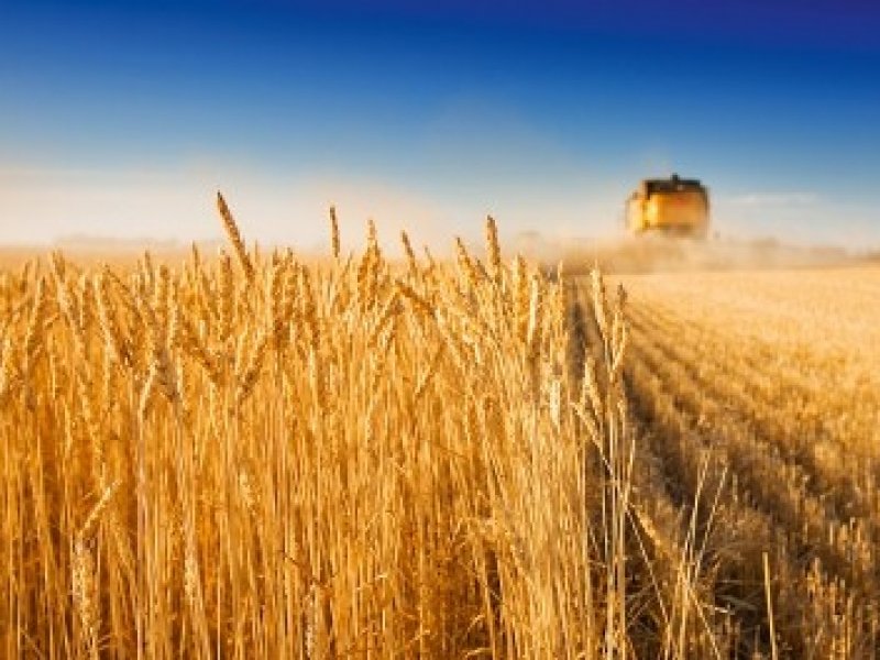 На Кубани собрали рекордный урожай зерновых 