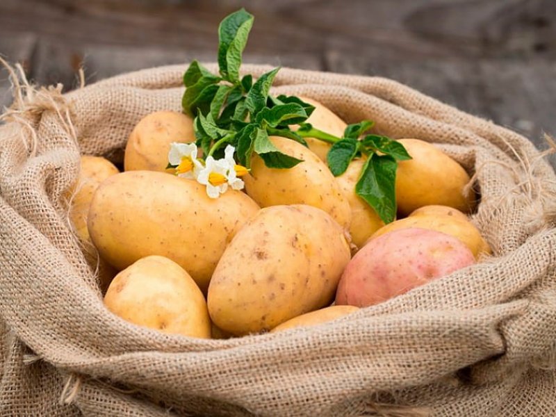 В России прогнозируют дефицит  картофеля