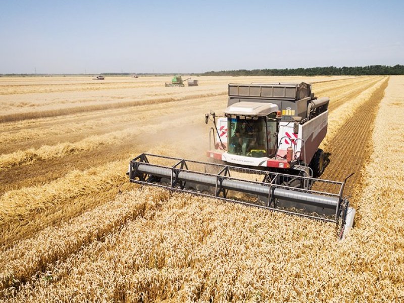 На Кубани собрали рекордный урожай зерновых, зернобобовых и риса