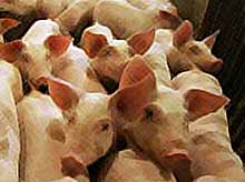 В Краснодарском крае с начала года уничтожено почти 50 тысяч голов свиней.