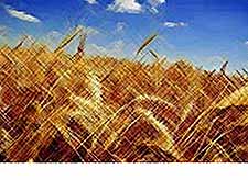 
В России урожай зерна  может составить 132,2 млн тонн