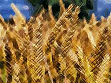 Россия в 2017 году экспортировала 50 млн тонн зерна 
