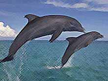 Дельфины называют друг друга по имени
