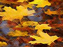 
На Кубани ожидаются дождливые выходные
