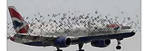 Птицы атаковали лайнер с 245 пассажирами
(видео)