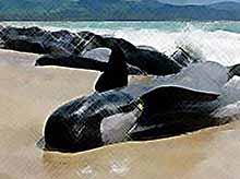 Около ста дельфинов и сорок китов выбросились на берег