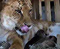  Лигрица родила разношерстную тройню: льва, лигра и леопарда.
(видео)