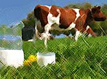 В Тимашевском районе производство молока увеличилось на 188 кг в расчете на каждую дойную корову