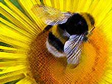 Пчелы решают задачи быстрее, чем компьютеры

