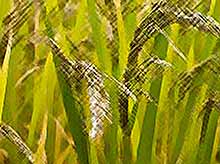 На Кубани получен рекордный  урожай риса 