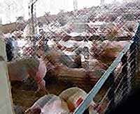В Краснодарском крае  закрыли три свиноводческих предприятия